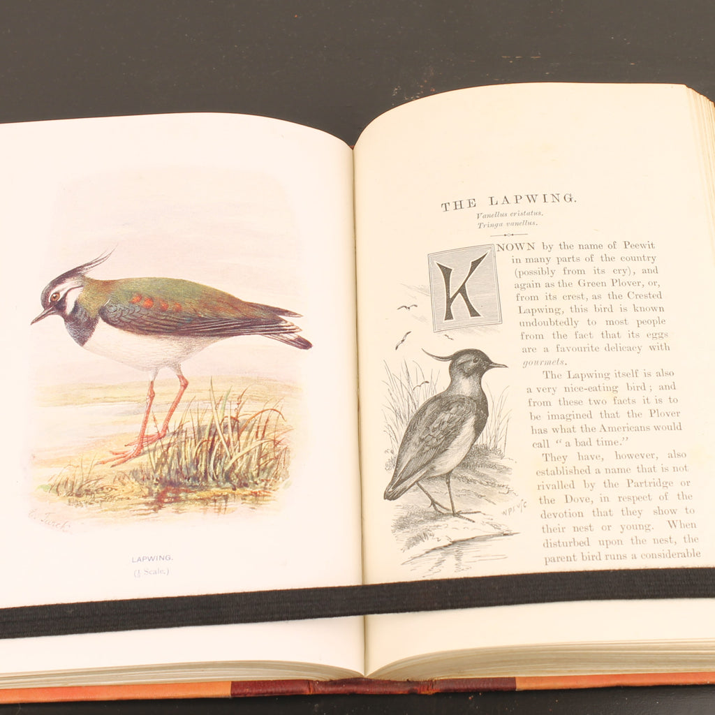 Familiar Wild Birds - W. Swaysland - Illustraties van Archibald Thorburn - Complete set [ca. 1880]