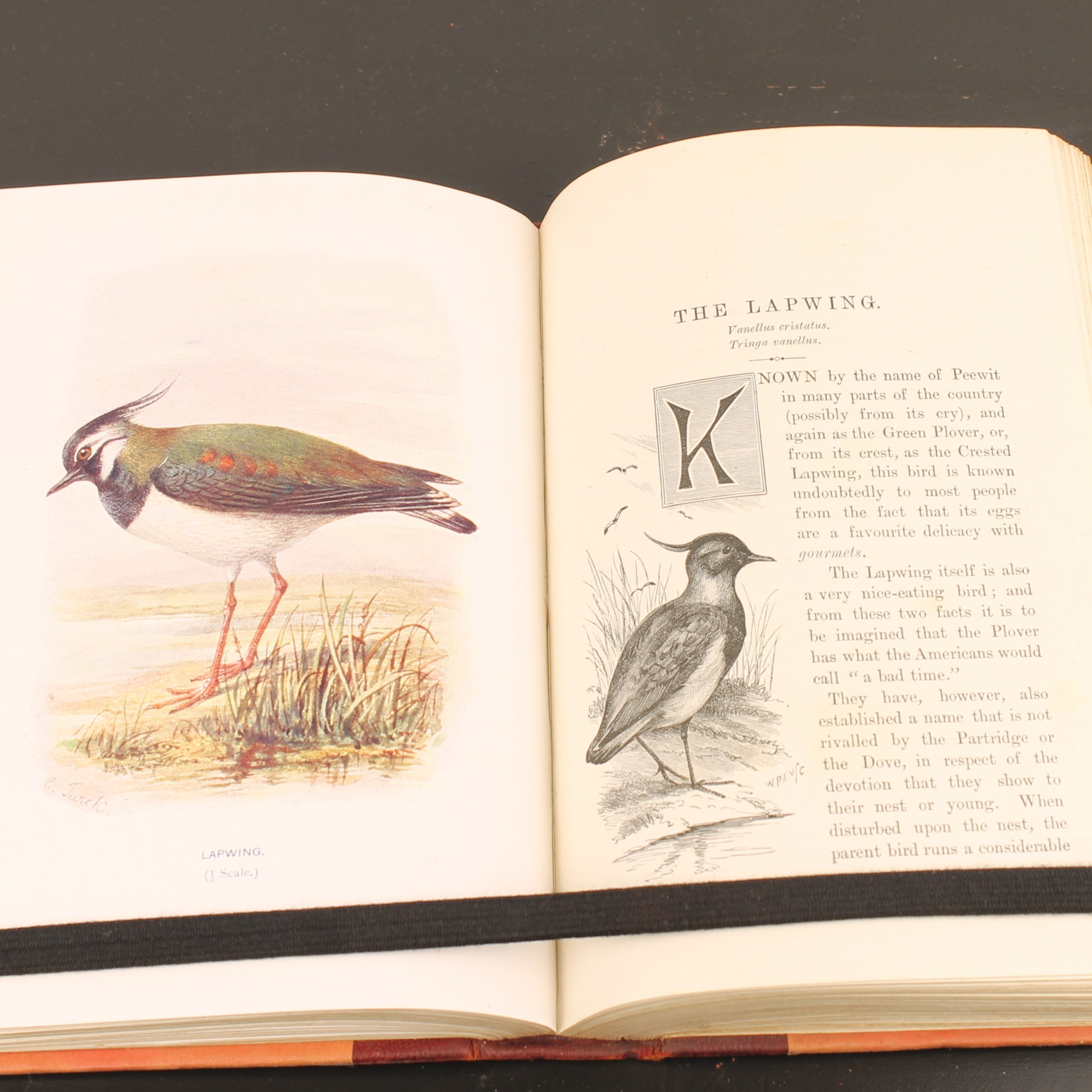 Familiar Wild Birds - W. Swaysland - Illustraties van Archibald Thorburn - Complete set [ca. 1880]