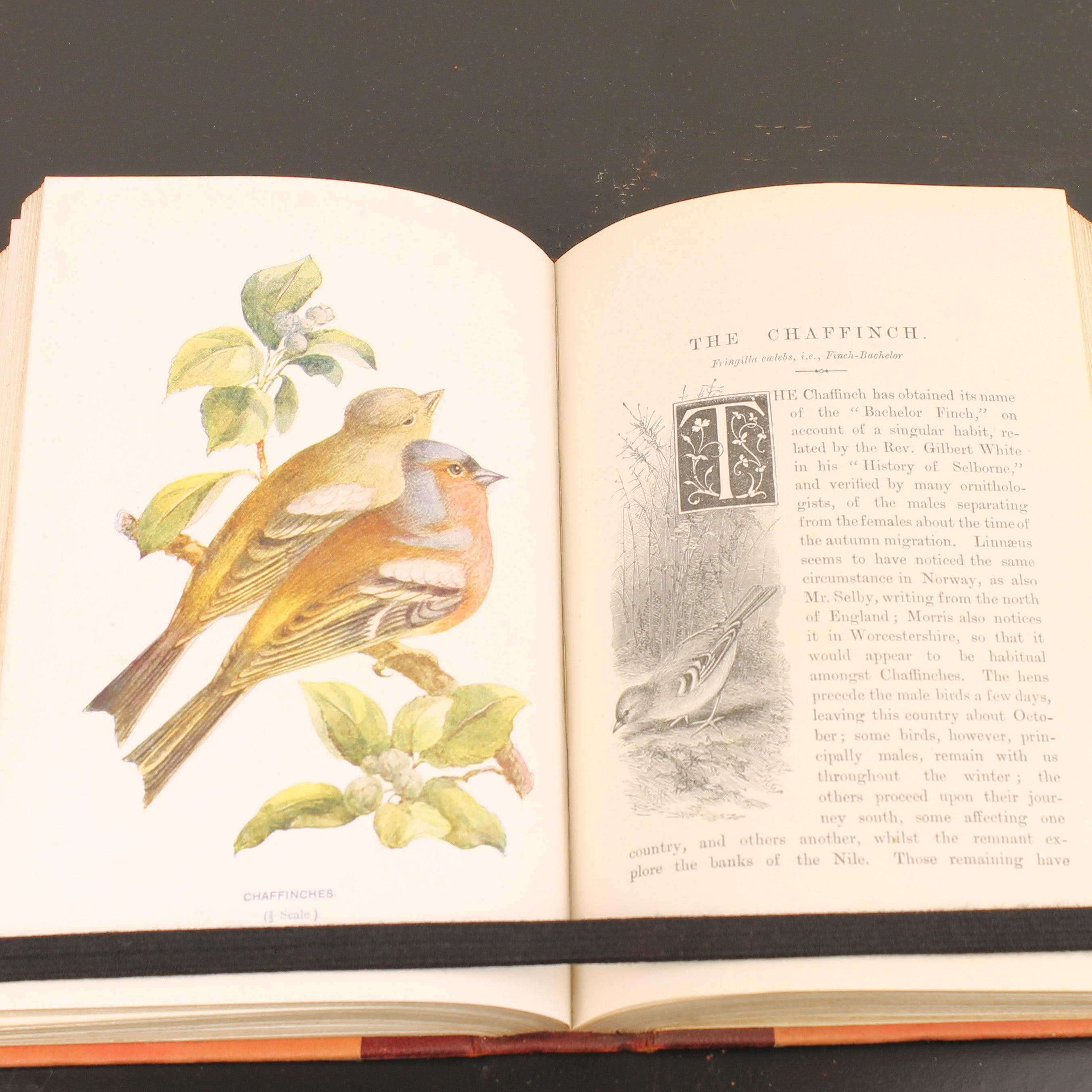 Familiar Wild Birds - W. Swaysland - Illustraties van Archibald Thorburn - Complete set [ca. 1880]
