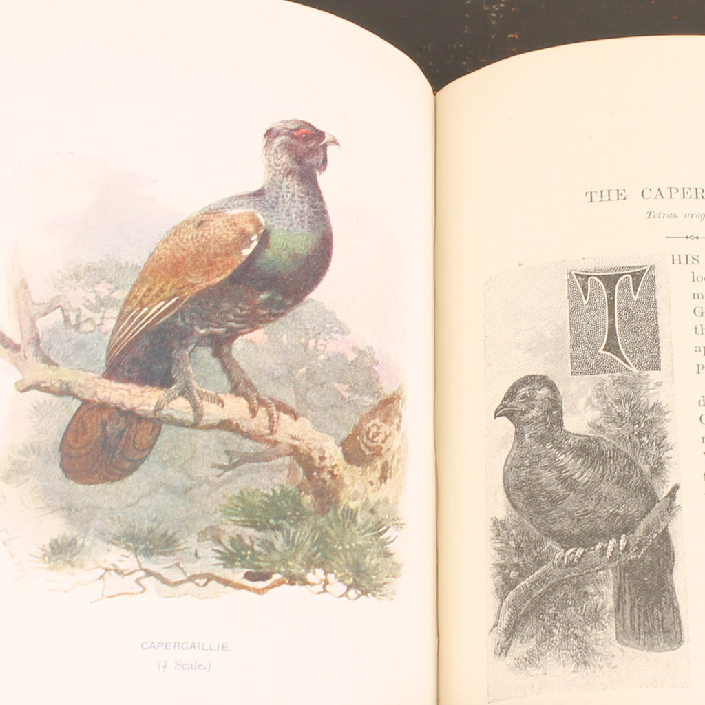 Familiar Wild Birds - W. Swaysland - Illustraties van Archibald Thorburn - Complete set [ca. 1880]