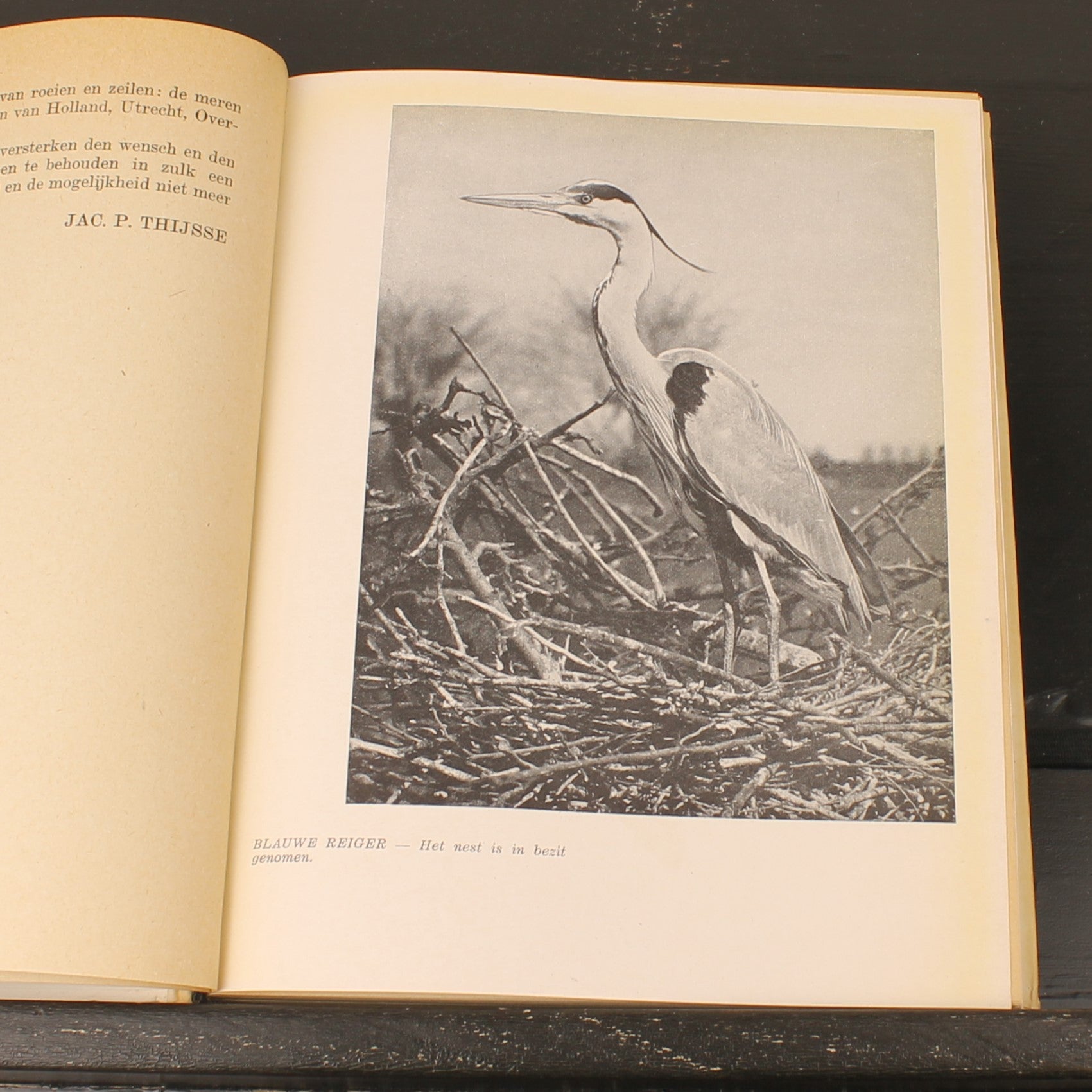 Uit Neerlands Vogelleven (1941) - Nol Binsbergen - Voorwoord Jac. P. Thijsse - Uitgeverij Boot Den Haag