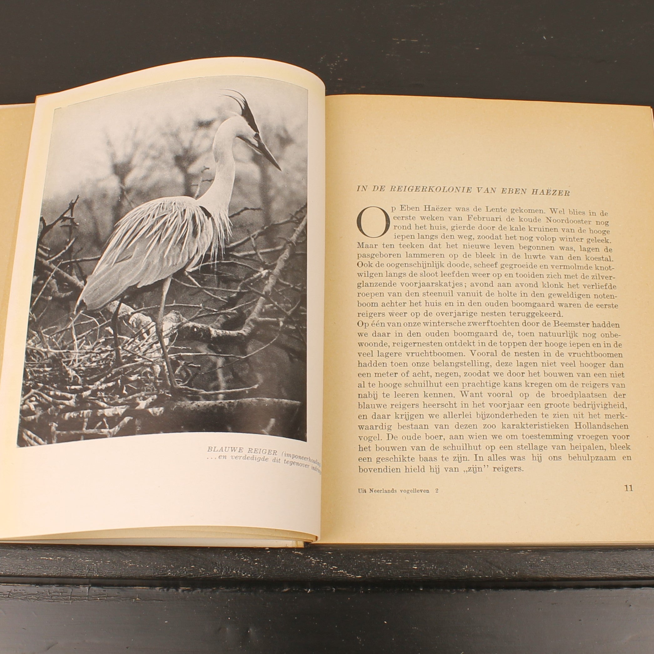 Uit Neerlands Vogelleven (1941) - Nol Binsbergen - Voorwoord Jac. P. Thijsse - Uitgeverij Boot Den Haag